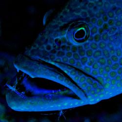 Grand Cayman Sunset Reef 2006 - Cleaning station! This wa... by Nick Raptis 